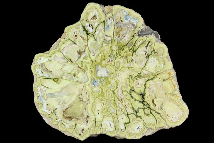 6" Polished Section Of Clay Canyon Variscite - Utah